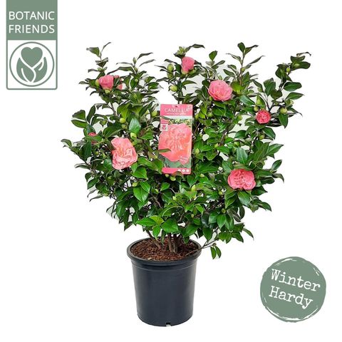 Camellia japonica 'Marie Bracey'