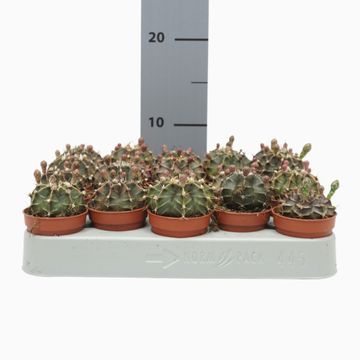 Gymnocalycium mihanovichii MIX