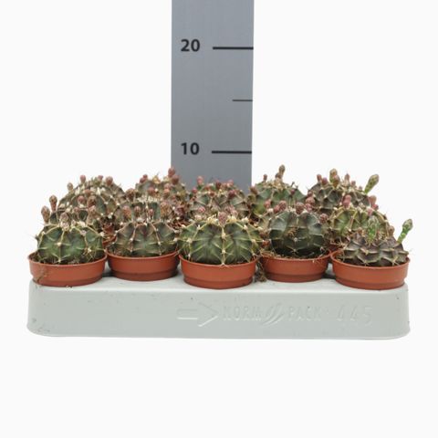 Gymnocalycium mihanovichii MIX