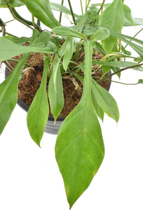 Philodendron 'Joepii' — Plant Wholesale FlorAccess