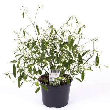 Euphorbia hypericifolia DIAMOND FROST