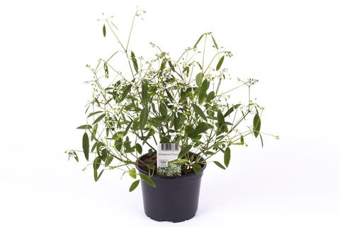 Euphorbia hypericifolia DIAMOND FROST