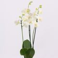 Phalaenopsis 'Tropic Snowball'