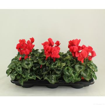 Cyclamen persicum 'Halios Red'