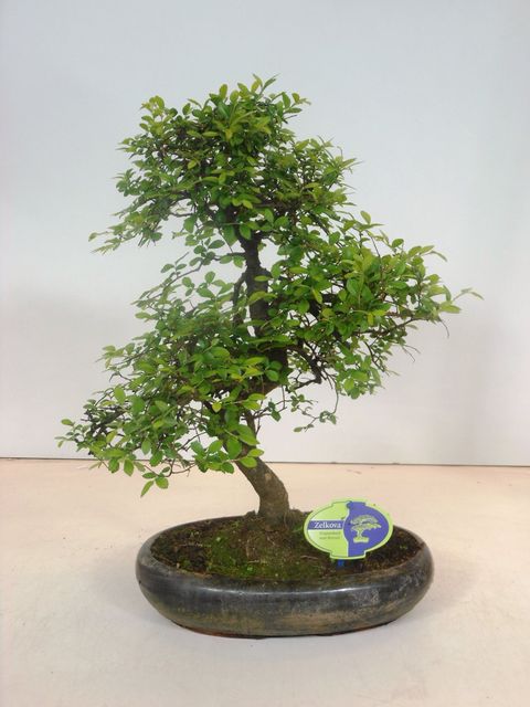 Zelkova serrata
