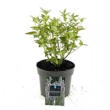 Agastache 'Blue Fortune'