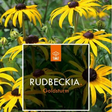 Rudbeckia fulgida 'Goldsturm'