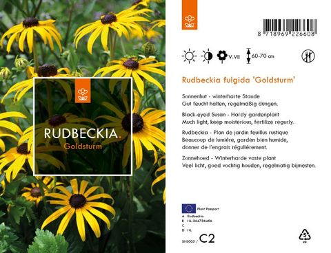Rudbeckia fulgida 'Goldsturm'