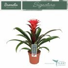 Guzmania HOPE