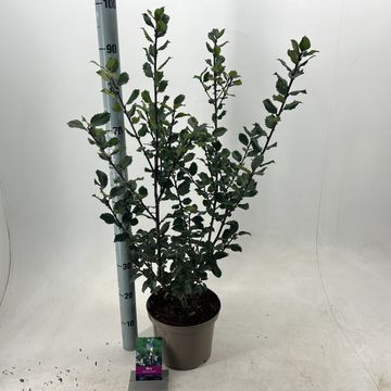 Ilex x meserveae 'Blue Prince'