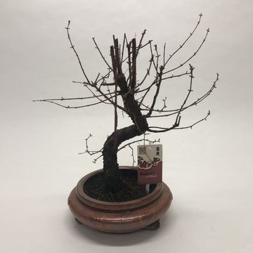 Metasequoia glyptostroboides