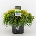Chamaecyparis pisifera 'Sungold'