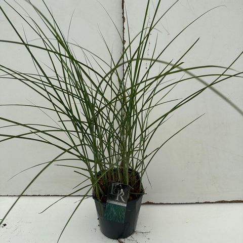 Miscanthus sinensis 'Грациллимус'