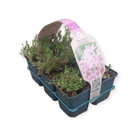 Phlox 'Candy Stripes'