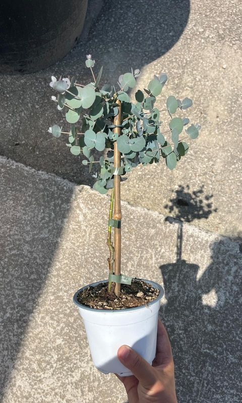 Eucalyptus gunnii