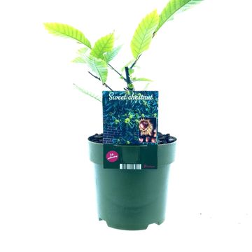 Castanea sativa 'Glabra'