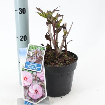 Hibiscus moscheutos CAROUSEL PINK CANDY