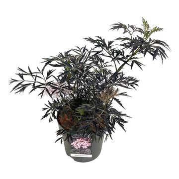 Sambucus nigra BLACK LACE
