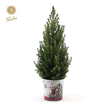 Picea glauca DECEMBER