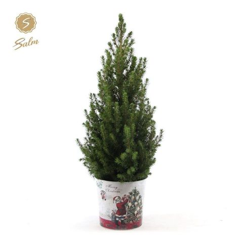 Picea glauca DECEMBER