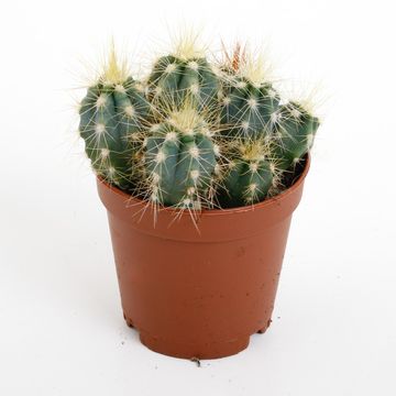 Pilosocereus azureus