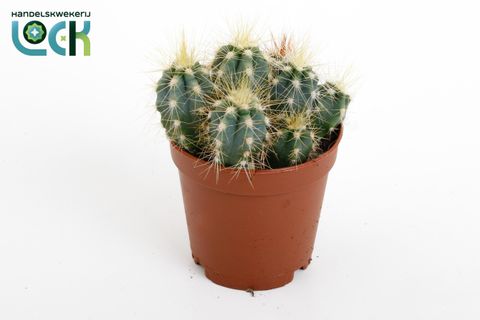 Pilosocereus azureus