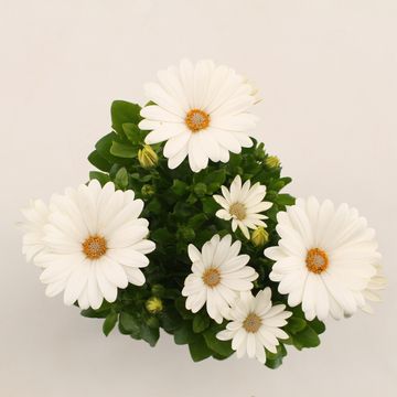 Osteospermum FLOWERPOWER CREME WHITE