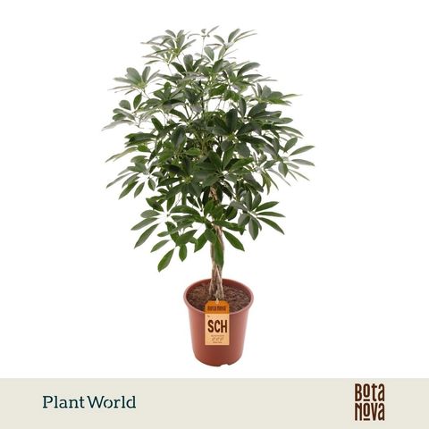 Schefflera arboricola 'Compacta'