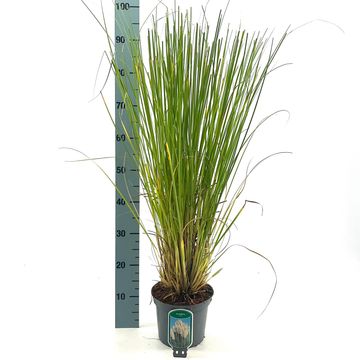 Cortaderia selloana 'Alba'