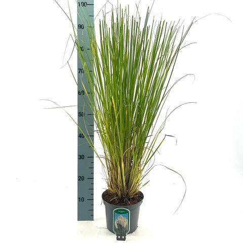 Cortaderia selloana 'Alba'