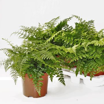 Asplenium 'Parvati'