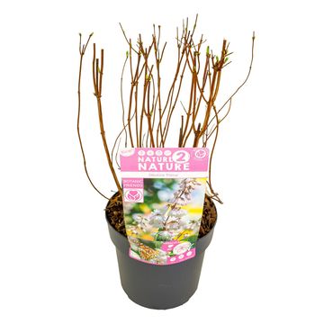 Deutzia scabra 'Plena'