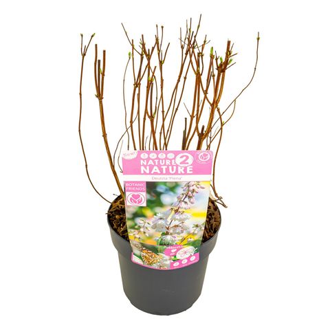 Deutzia scabra 'Plena'