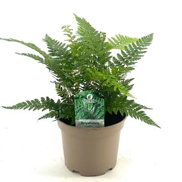 Polystichum makinoi