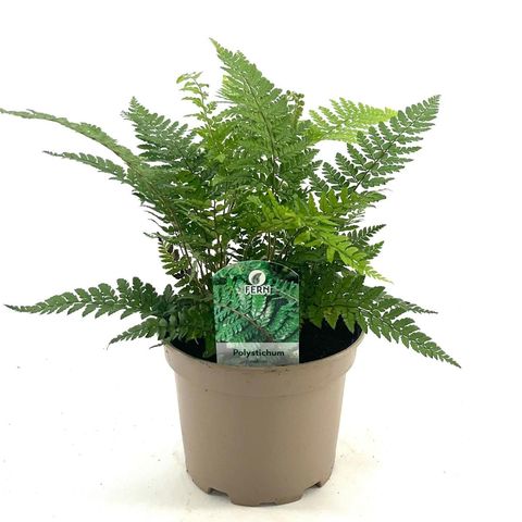 Polystichum makinoi