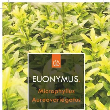 Euonymus japonicus 'Microphyllus Aureovariegatus'