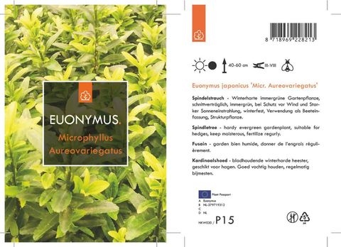 Euonymus japonicus 'Microphyllus Aureovariegatus'