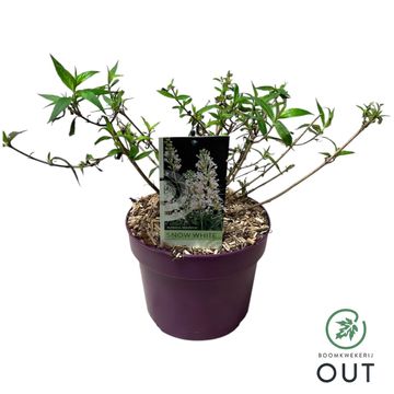 Buddleja FREE PETITE SNOW WHITE