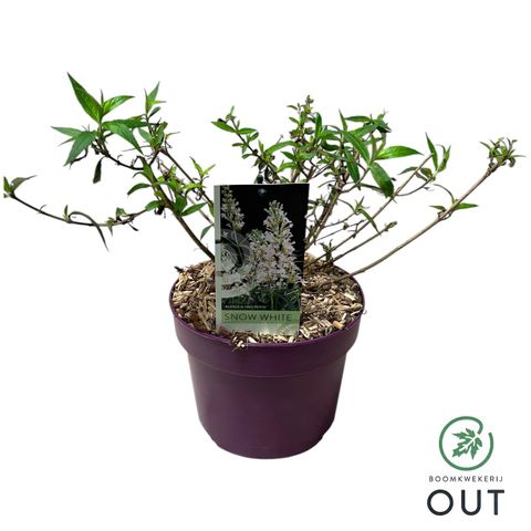 Buddleja FREE PETITE SNOW WHITE
