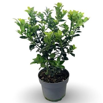 Ilex x meserveae HECKENFEE