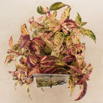 Leucothoe fontanesiana 'Makijaz'