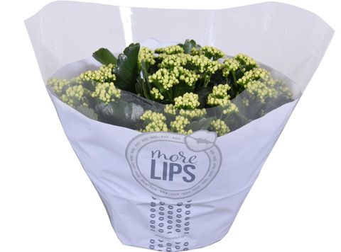 Kalanchoe blossfeldiana PERFECTA WHITE