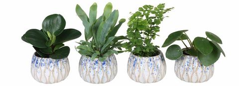 Piante da interno MIX