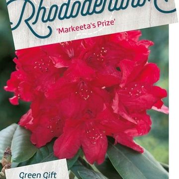 Rhododendron 'Markeeta's Prize'