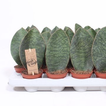 Sansevieria trifasciata 'Victoria'
