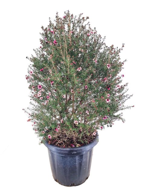 Leptospermum scoparium