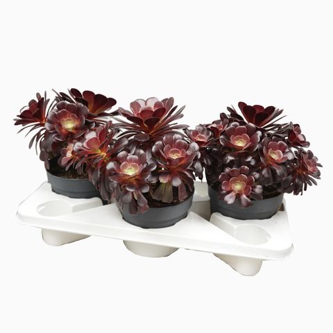 Aeonium arboreum 'Velours' (Ubink)