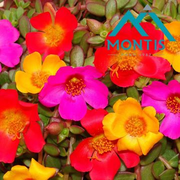 Portulaca MIX IN POT