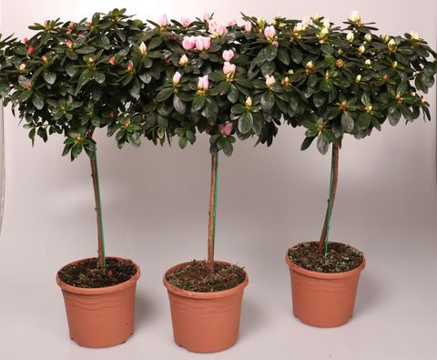 Rhododendron AZALEA MIX