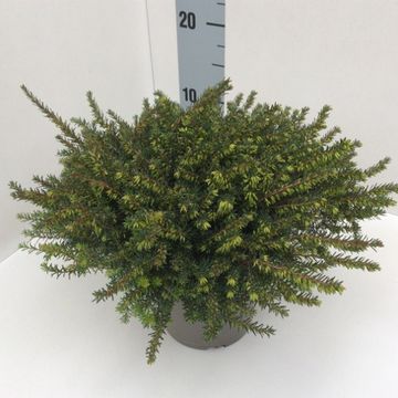 Erica x darleyensis 'Kramer's Rote'